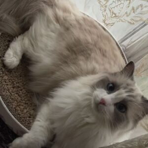 Cat Behavior & Care Consulting